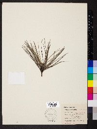 Pinus sylvestris image