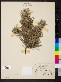 Pinus sylvestris image