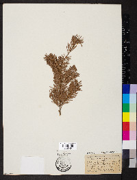 Pseudotsuga menziesii image