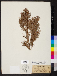 Pseudotsuga menziesii image