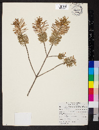 Pseudotsuga menziesii image