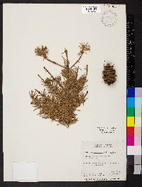 Pseudotsuga menziesii image