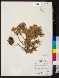 Pseudotsuga menziesii image