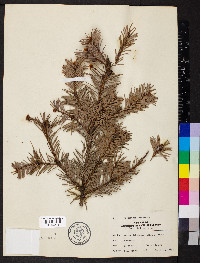 Pseudotsuga menziesii image