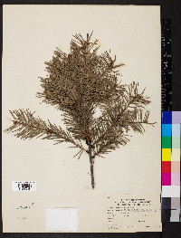 Pseudotsuga menziesii image