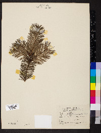 Pseudotsuga menziesii image