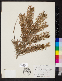 Pseudotsuga menziesii image