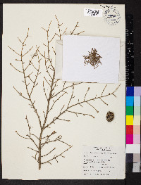 Tsuga heterophylla image