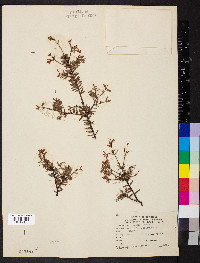 Tsuga chinensis image