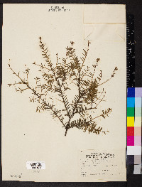 Tsuga canadensis image