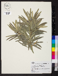 Podocarpus macrophyllus image