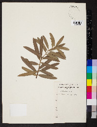 Podocarpus elatus image