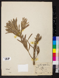 Podocarpus macrophyllus var. maki image