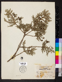 Chamaecyparis pisifera image