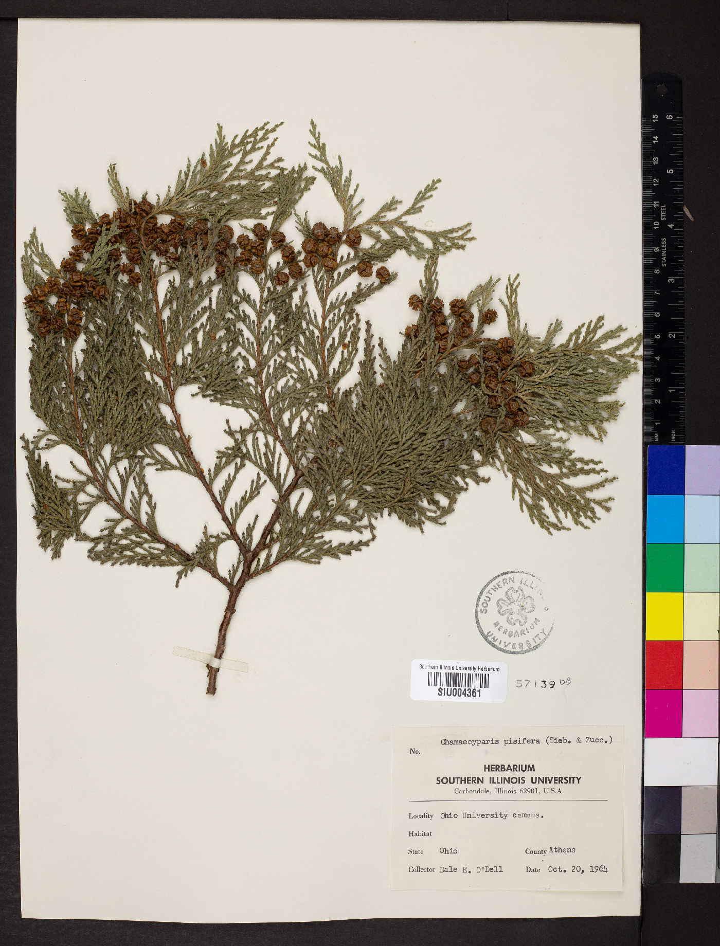 Chamaecyparis pisifera image