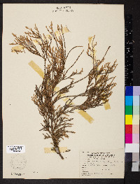 Chamaecyparis pisifera image