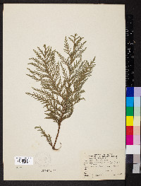 Chamaecyparis pisifera image