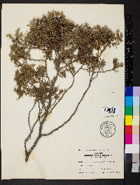 Chamaecyparis thyoides image