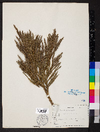 Cryptomeria japonica image