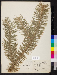 Cunninghamia lanceolata image