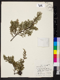 Cupressus sargentii image