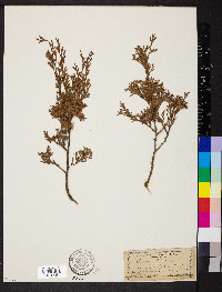 Chamaecyparis thyoides image