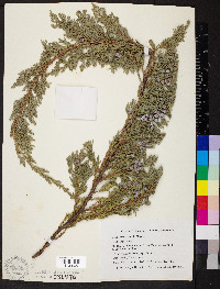 Juniperus horizontalis image