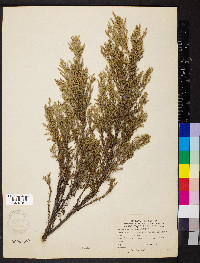 Juniperus horizontalis image