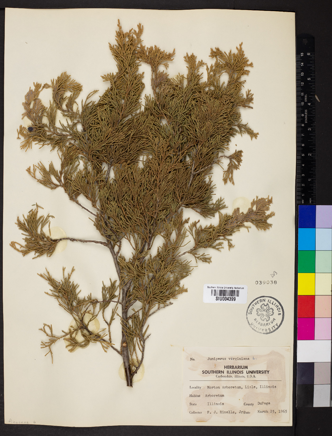 Pinus heldreichii image
