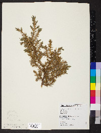 Juniperus communis var. depressa image