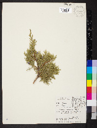 Juniperus osteosperma image