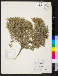 Juniperus osteosperma image