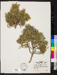 Juniperus osteosperma image