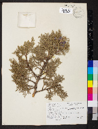 Juniperus osteosperma image