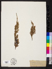 Juniperus horizontalis image