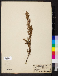 Juniperus horizontalis image