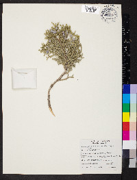 Juniperus osteosperma image