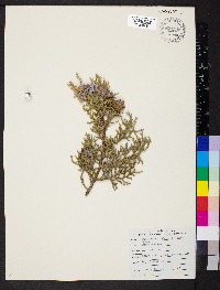 Juniperus osteosperma image