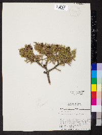 Juniperus osteosperma image