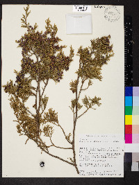 Juniperus virginiana var. virginiana image