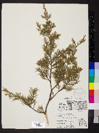 Juniperus virginiana var. virginiana image