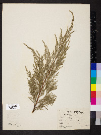 Juniperus chinensis image