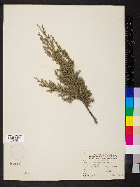 Juniperus chinensis image