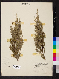 Juniperus chinensis var. sargentii image