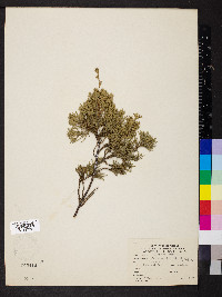 Juniperus chinensis var. chinensis image