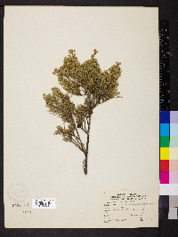 Juniperus chinensis var. chinensis image