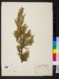 Juniperus chinensis image