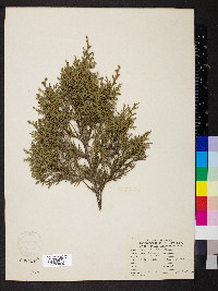 Juniperus chinensis image