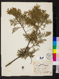 Juniperus chinensis image