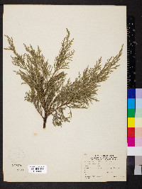 Juniperus chinensis image